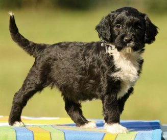 Pet expert Andrea Arden shares some advice on puppies’ nutritional needs Image